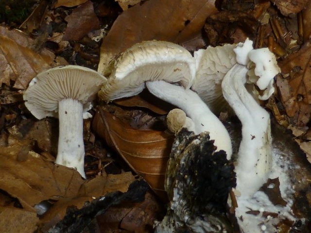 Nyctalis lycoperdoides, Stäublings-Zwitterling